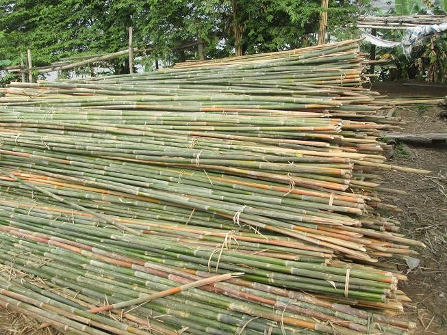 Cọc tre công trình Quảng Nam